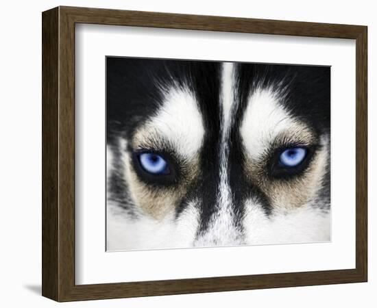 Close Up On Blue Eyes Of A Dog-melis-Framed Photographic Print