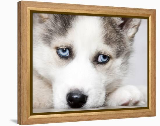 Close Up On Blue Eyes Of Cute Siberian Husky Puppy-melis-Framed Premier Image Canvas