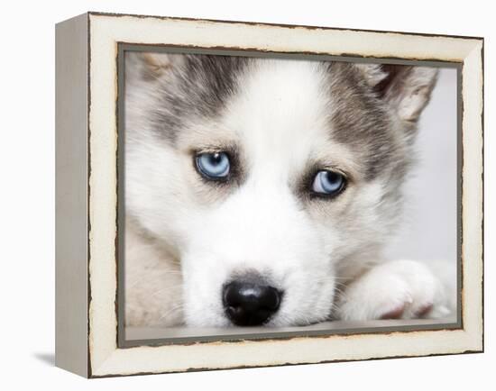 Close Up On Blue Eyes Of Cute Siberian Husky Puppy-melis-Framed Premier Image Canvas