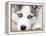 Close Up On Blue Eyes Of Cute Siberian Husky Puppy-melis-Framed Premier Image Canvas