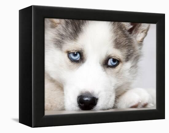 Close Up On Blue Eyes Of Cute Siberian Husky Puppy-melis-Framed Premier Image Canvas