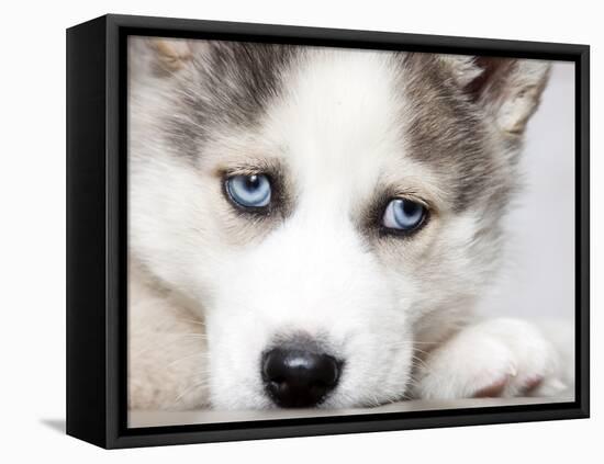 Close Up On Blue Eyes Of Cute Siberian Husky Puppy-melis-Framed Premier Image Canvas