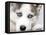 Close Up On Blue Eyes Of Cute Siberian Husky Puppy-melis-Framed Premier Image Canvas