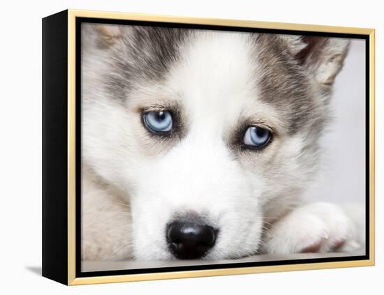 Close Up On Blue Eyes Of Cute Siberian Husky Puppy-melis-Framed Premier Image Canvas