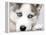 Close Up On Blue Eyes Of Cute Siberian Husky Puppy-melis-Framed Premier Image Canvas