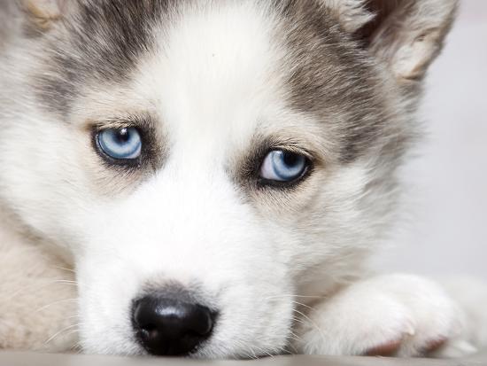 Close Up On Blue Eyes Of Cute Siberian Husky Puppy Photographic Print Melis Art Com