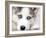 Close Up On Blue Eyes Of Cute Siberian Husky Puppy-melis-Framed Photographic Print