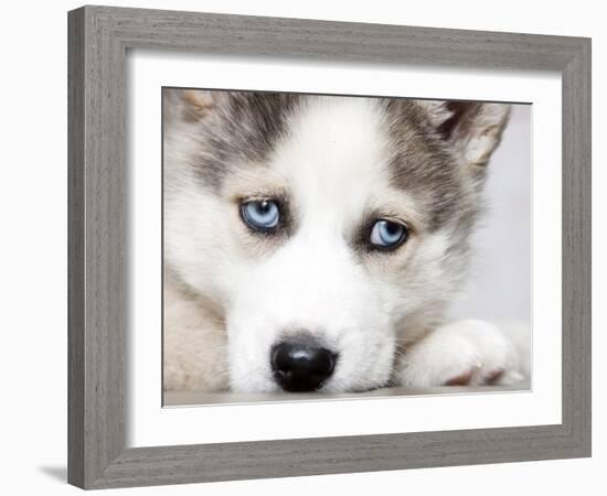 Close Up On Blue Eyes Of Cute Siberian Husky Puppy-melis-Framed Photographic Print