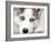 Close Up On Blue Eyes Of Cute Siberian Husky Puppy-melis-Framed Photographic Print