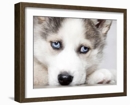 Close Up On Blue Eyes Of Cute Siberian Husky Puppy-melis-Framed Photographic Print