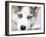 Close Up On Blue Eyes Of Cute Siberian Husky Puppy-melis-Framed Photographic Print