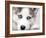 Close Up On Blue Eyes Of Cute Siberian Husky Puppy-melis-Framed Photographic Print