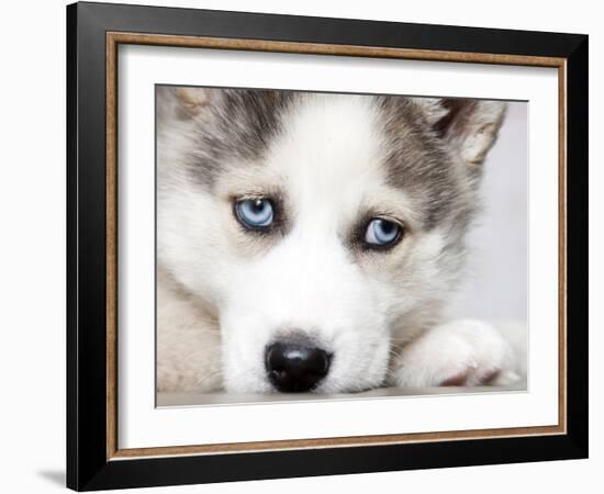 Close Up On Blue Eyes Of Cute Siberian Husky Puppy-melis-Framed Photographic Print