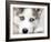 Close Up On Blue Eyes Of Cute Siberian Husky Puppy-melis-Framed Photographic Print