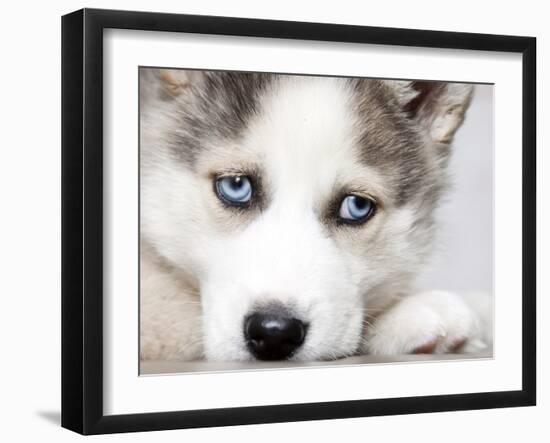 Close Up On Blue Eyes Of Cute Siberian Husky Puppy-melis-Framed Photographic Print