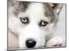 Close Up On Blue Eyes Of Cute Siberian Husky Puppy-melis-Mounted Photographic Print