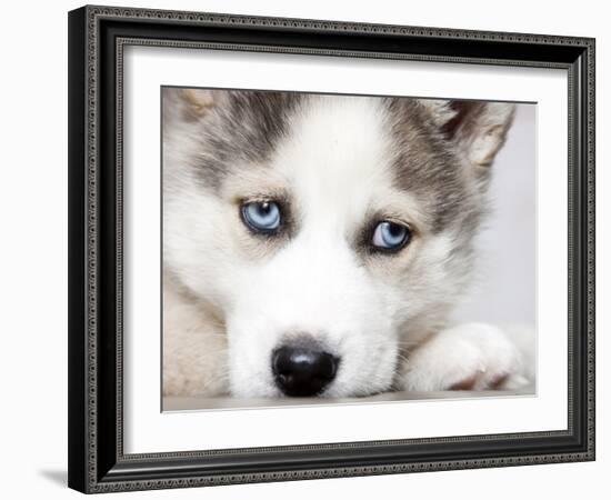 Close Up On Blue Eyes Of Cute Siberian Husky Puppy-melis-Framed Photographic Print