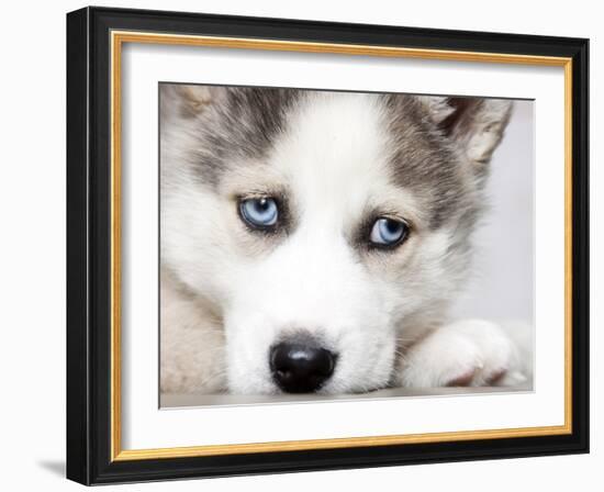 Close Up On Blue Eyes Of Cute Siberian Husky Puppy-melis-Framed Photographic Print