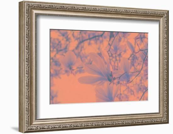 Close-Up on Spring-Philippe Sainte-Laudy-Framed Photographic Print