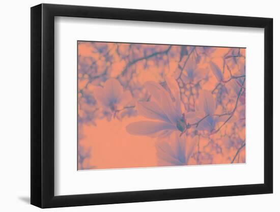 Close-Up on Spring-Philippe Sainte-Laudy-Framed Photographic Print