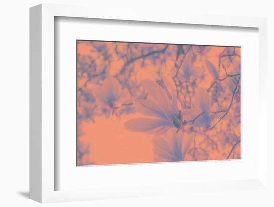 Close-Up on Spring-Philippe Sainte-Laudy-Framed Photographic Print