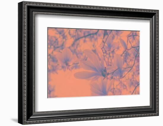 Close-Up on Spring-Philippe Sainte-Laudy-Framed Photographic Print