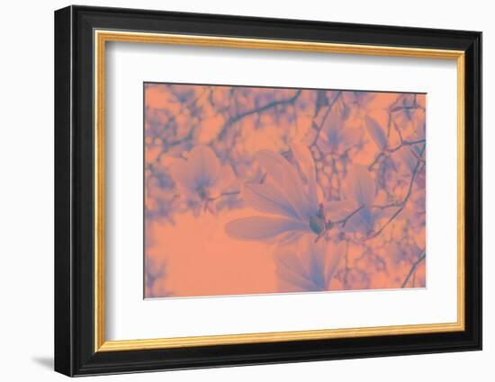 Close-Up on Spring-Philippe Sainte-Laudy-Framed Photographic Print