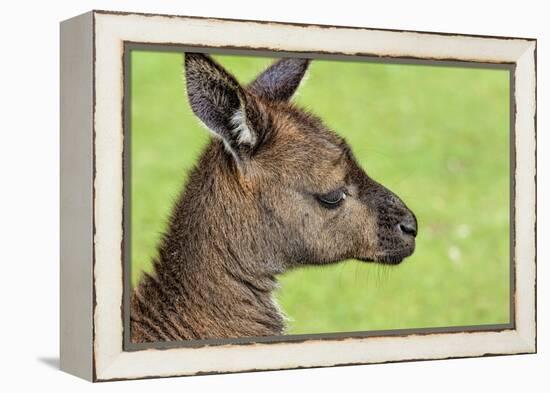 Close Up or Portrait of Wallaby-Rona Schwarz-Framed Premier Image Canvas