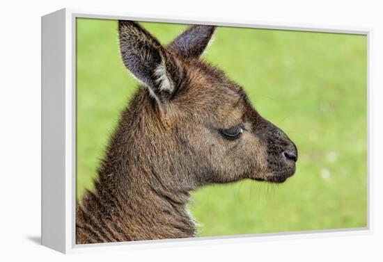 Close Up or Portrait of Wallaby-Rona Schwarz-Framed Premier Image Canvas