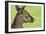 Close Up or Portrait of Wallaby-Rona Schwarz-Framed Photographic Print