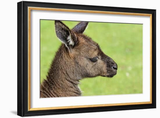 Close Up or Portrait of Wallaby-Rona Schwarz-Framed Photographic Print