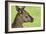 Close Up or Portrait of Wallaby-Rona Schwarz-Framed Photographic Print