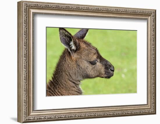 Close Up or Portrait of Wallaby-Rona Schwarz-Framed Photographic Print