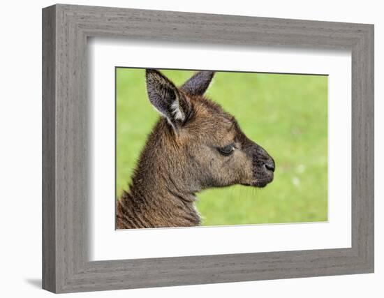 Close Up or Portrait of Wallaby-Rona Schwarz-Framed Photographic Print