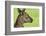 Close Up or Portrait of Wallaby-Rona Schwarz-Framed Photographic Print