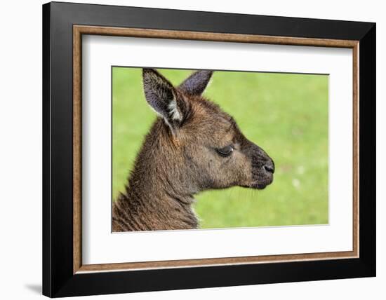 Close Up or Portrait of Wallaby-Rona Schwarz-Framed Photographic Print