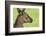 Close Up or Portrait of Wallaby-Rona Schwarz-Framed Photographic Print