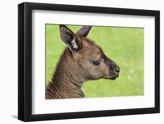 Close Up or Portrait of Wallaby-Rona Schwarz-Framed Photographic Print