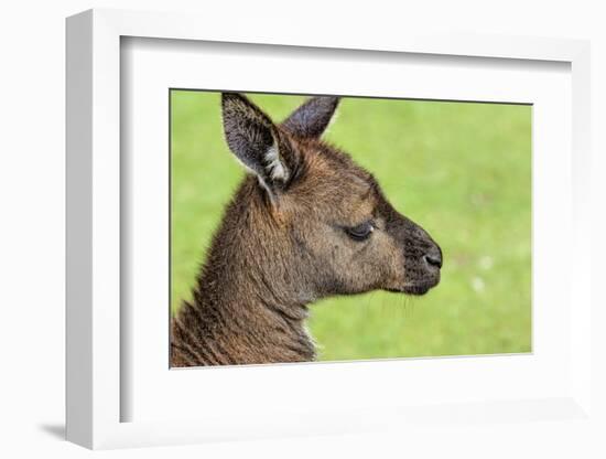 Close Up or Portrait of Wallaby-Rona Schwarz-Framed Photographic Print