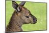 Close Up or Portrait of Wallaby-Rona Schwarz-Mounted Photographic Print