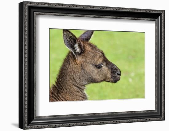 Close Up or Portrait of Wallaby-Rona Schwarz-Framed Photographic Print