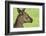 Close Up or Portrait of Wallaby-Rona Schwarz-Framed Photographic Print