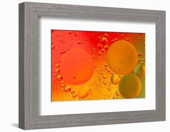 Close-up pattern of bubbles in oil and water mixture.-Adam Jones-Framed Photographic Print