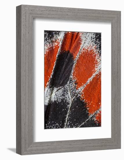 Close-up patterns of butterfly wings showing the tiny overlapping scales.-Darrell Gulin-Framed Photographic Print