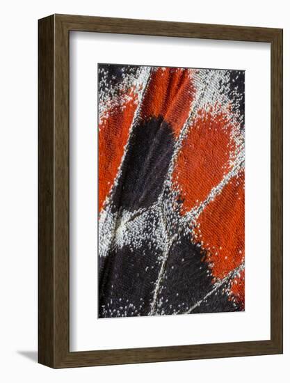 Close-up patterns of butterfly wings showing the tiny overlapping scales.-Darrell Gulin-Framed Photographic Print