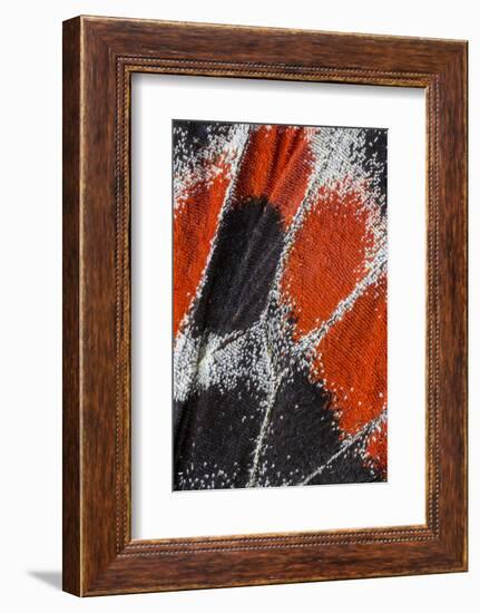 Close-up patterns of butterfly wings showing the tiny overlapping scales.-Darrell Gulin-Framed Photographic Print