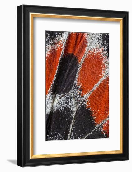 Close-up patterns of butterfly wings showing the tiny overlapping scales.-Darrell Gulin-Framed Photographic Print