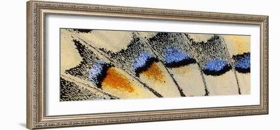 Close-up patterns of butterfly wings showing the tiny overlapping scales.-Darrell Gulin-Framed Photographic Print