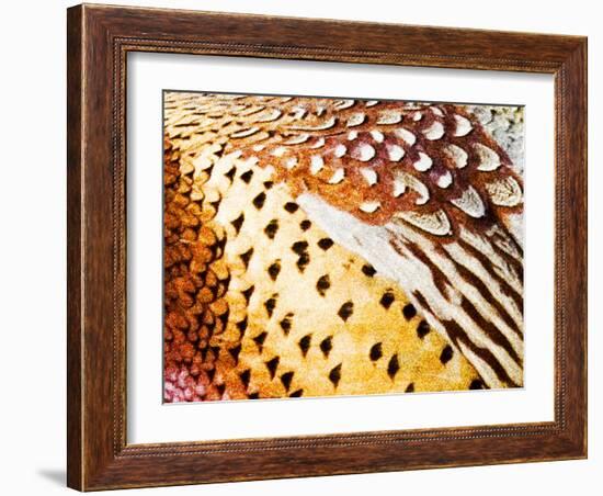 Close Up Pheasant Feathers, Moiese, Montana, USA-Chuck Haney-Framed Photographic Print