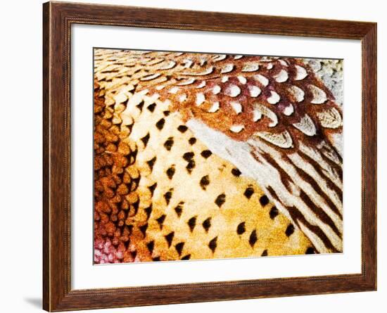 Close Up Pheasant Feathers, Moiese, Montana, USA-Chuck Haney-Framed Photographic Print